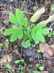 Fabaceae