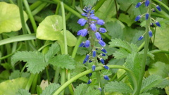 Muscari armeniacum