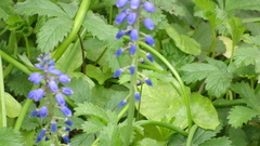 Muscari armeniacum