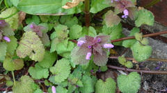 Lamium purpureum
