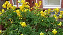 Pseudofumaria lutea