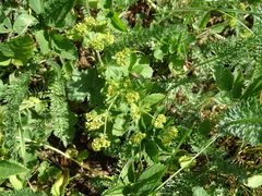 Alchemilla vulgaris