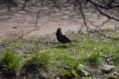 Sturnus vulgaris