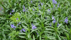 Hyacinthoides × massartiana