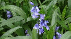 Hyacinthoides × massartiana