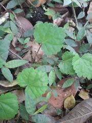 Magnoliopsida