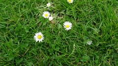 Bellis perennis