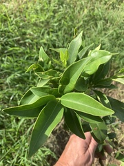 Citrus japonica
