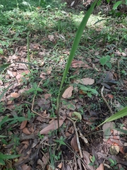 Arecaceae