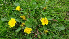 Taraxacum officinale