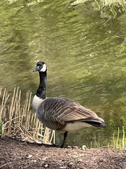 Branta canadensis