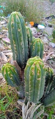 Trichocereus macrogonus