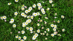 Bellis perennis