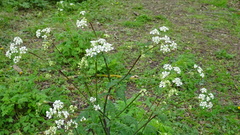 Anthriscus sylvestris
