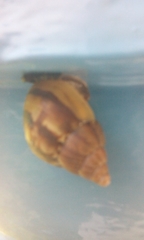 Achatinidae
