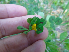 Medicago arabica