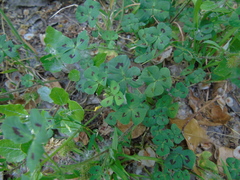 Medicago arabica