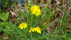 Senecio squalidus