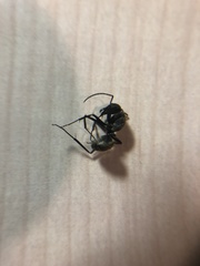 Camponotus tonkinus
