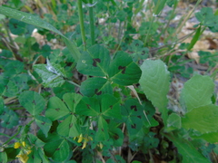Medicago arabica