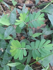 Magnoliopsida