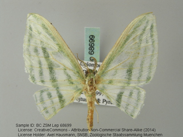 Dyspteris breviataria