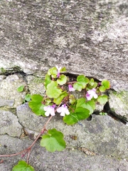Cymbalaria muralis