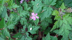 Geranium robertianum