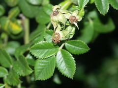 Rosa balsamica