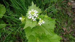Alliaria petiolata