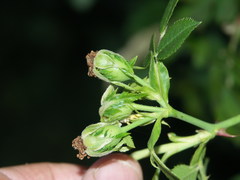 Rosa balsamica