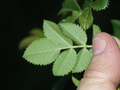 Rosa balsamica