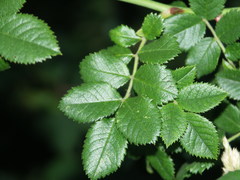 Rosa balsamica