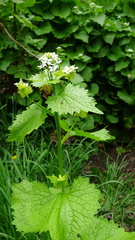 Alliaria petiolata