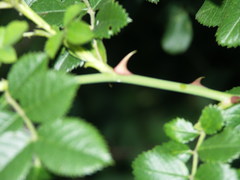 Rosa balsamica