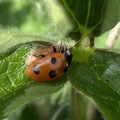 Dinocampus coccinellae paralysis virus