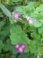 Oxalis