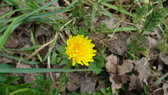Taraxacum officinale