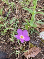Phlox roemeriana