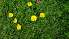 Taraxacum officinale