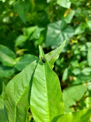 Coleoptera