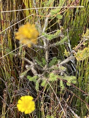Euryops ericoides