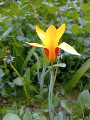 Tulipa clusiana