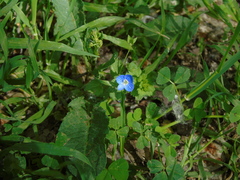 Veronica persica