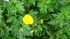 Ranunculus bulbosus