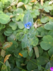 Commelina