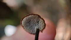Auriscalpium vulgare