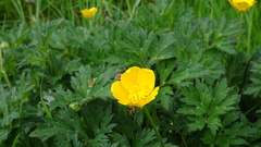Ranunculus bulbosus