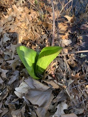 Lysichiton