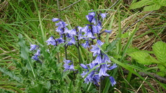 Hyacinthoides × massartiana